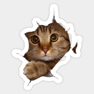 Cat in paper hole Sticker